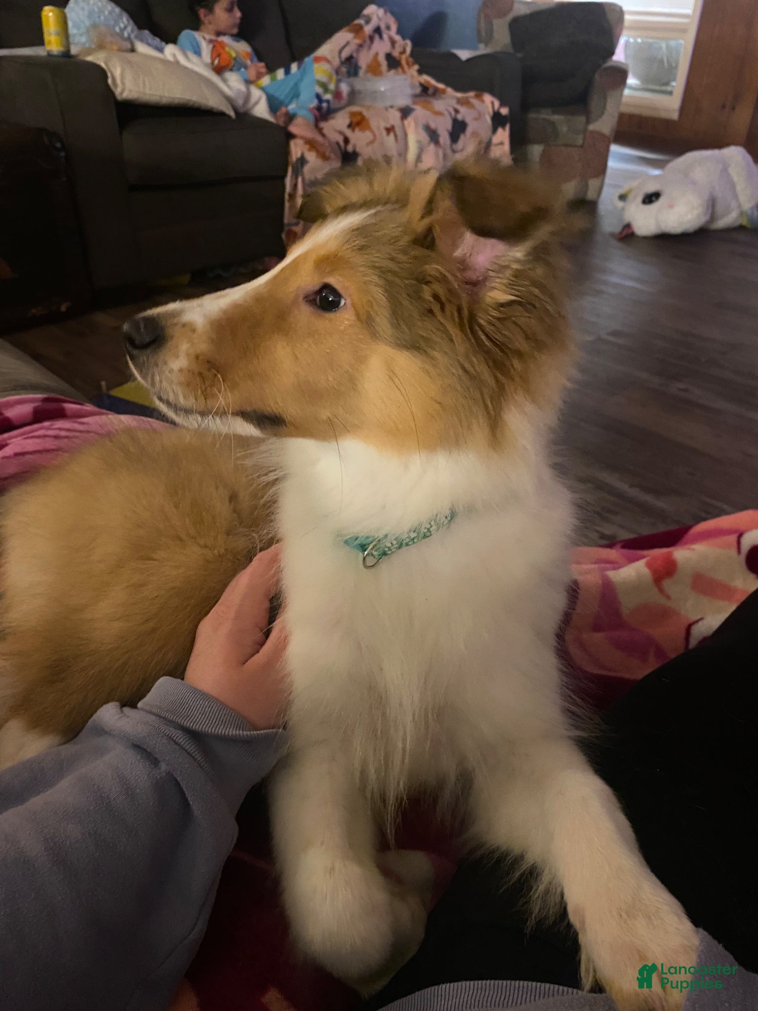 Shetland Sheepdog dogs Daisy 🩷 🐾  - Ad 1