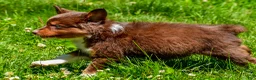 Miniature Australian Shepherd dogs for sale: Freddy - Ad 5