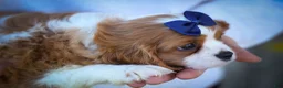 Cavalier King Charles Spaniel dogs for sale: Patches💙 - Ad 7