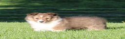 Shetland Sheepdog dogs for sale: Lacey  - Ad 2