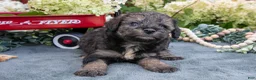 Miniature Schnauzer dogs for sale: Kiki - Ad 2