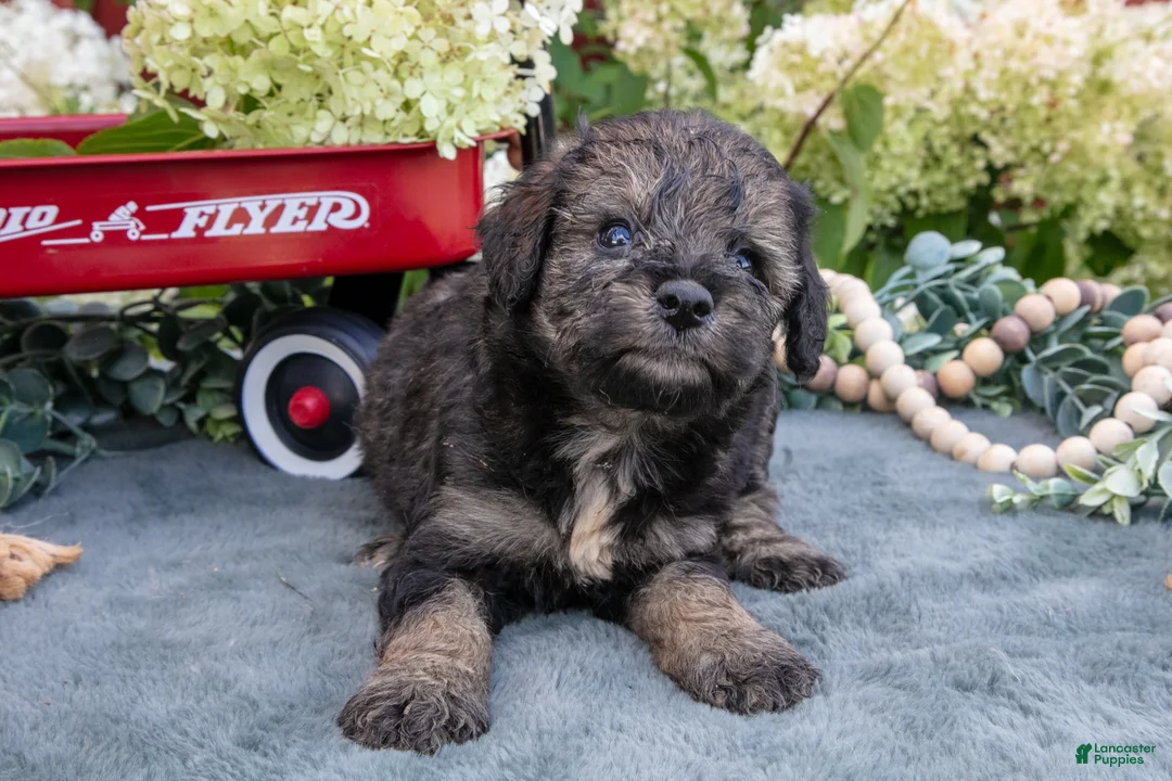 Miniature Schnauzer dogs for sale: Kiki - Ad 2