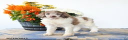 Standard Poodle dogs for sale: Meadow - Ad 1