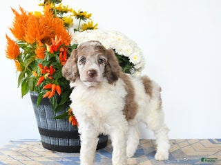 Standard Poodle dogs Meadow - Ad 25