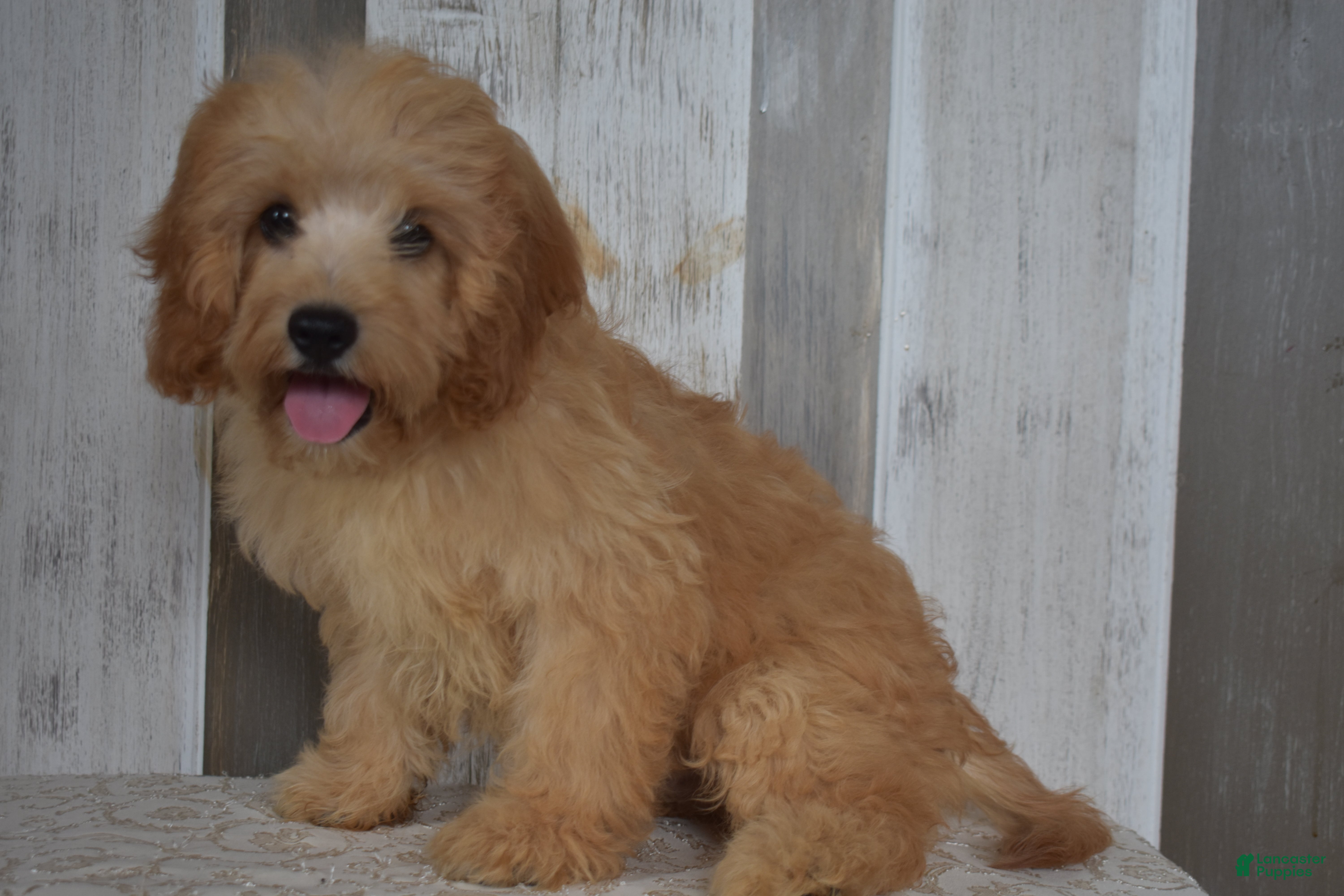 Cavapoo dogs Maverick - Ad 1