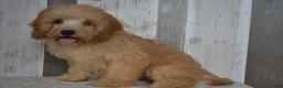 Cavapoo dogs for sale: Maverick - Ad 1