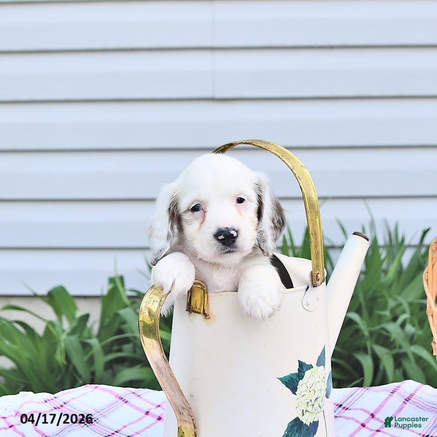 Dachshund dogs Dahlia - Ad 2