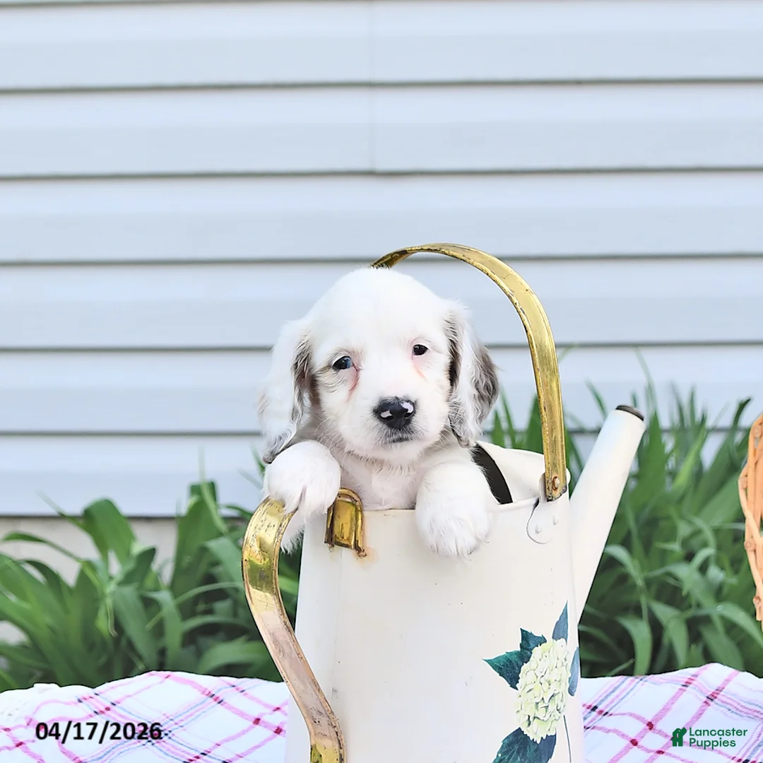 Dachshund dogs for sale: Dahlia - Ad 2