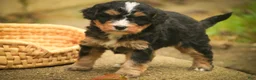 Mini Bernedoodle dogs for sale: Boone F1 Mini Bernedoodle  - Ad 5