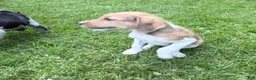 Mixed Breed dogs for sale: Liberty Liberty Liberty - Ad 12