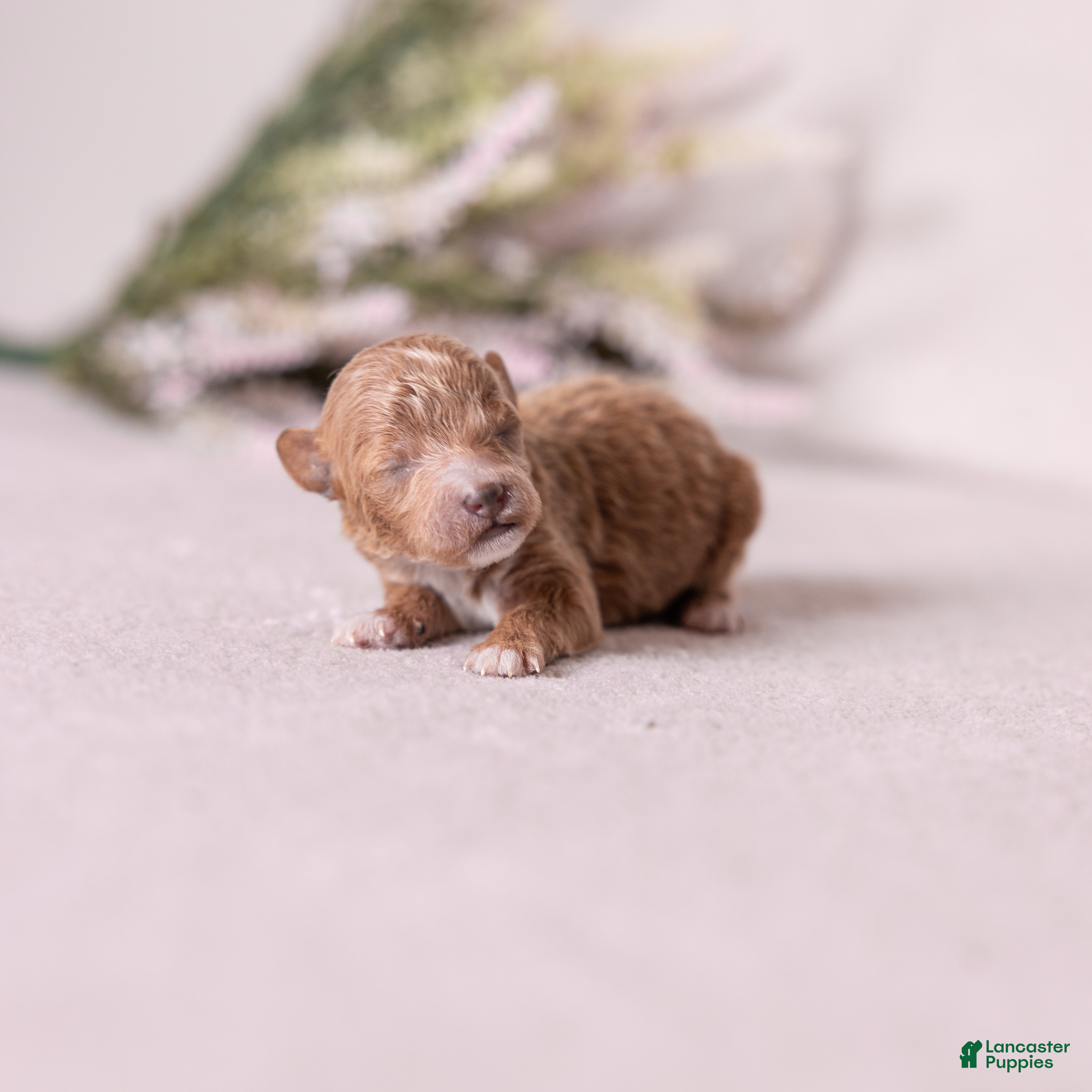 Miniature Poodle dogs Bliss - Ad 2