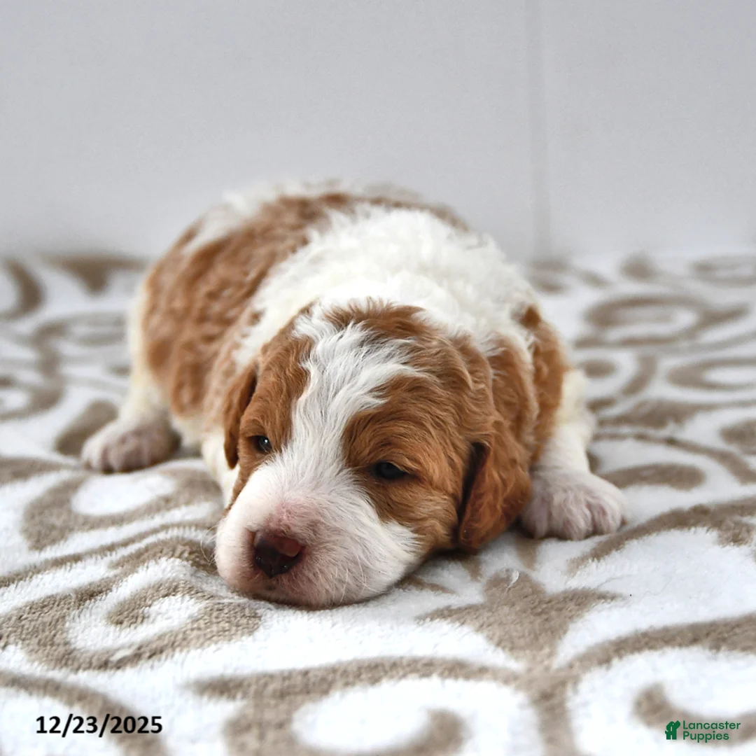 Mini Goldendoodle dogs for sale: Olivia - Ad 13