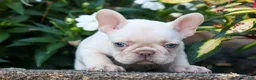 French Bulldog dogs for sale: Ronnie🐾 - Ad 16