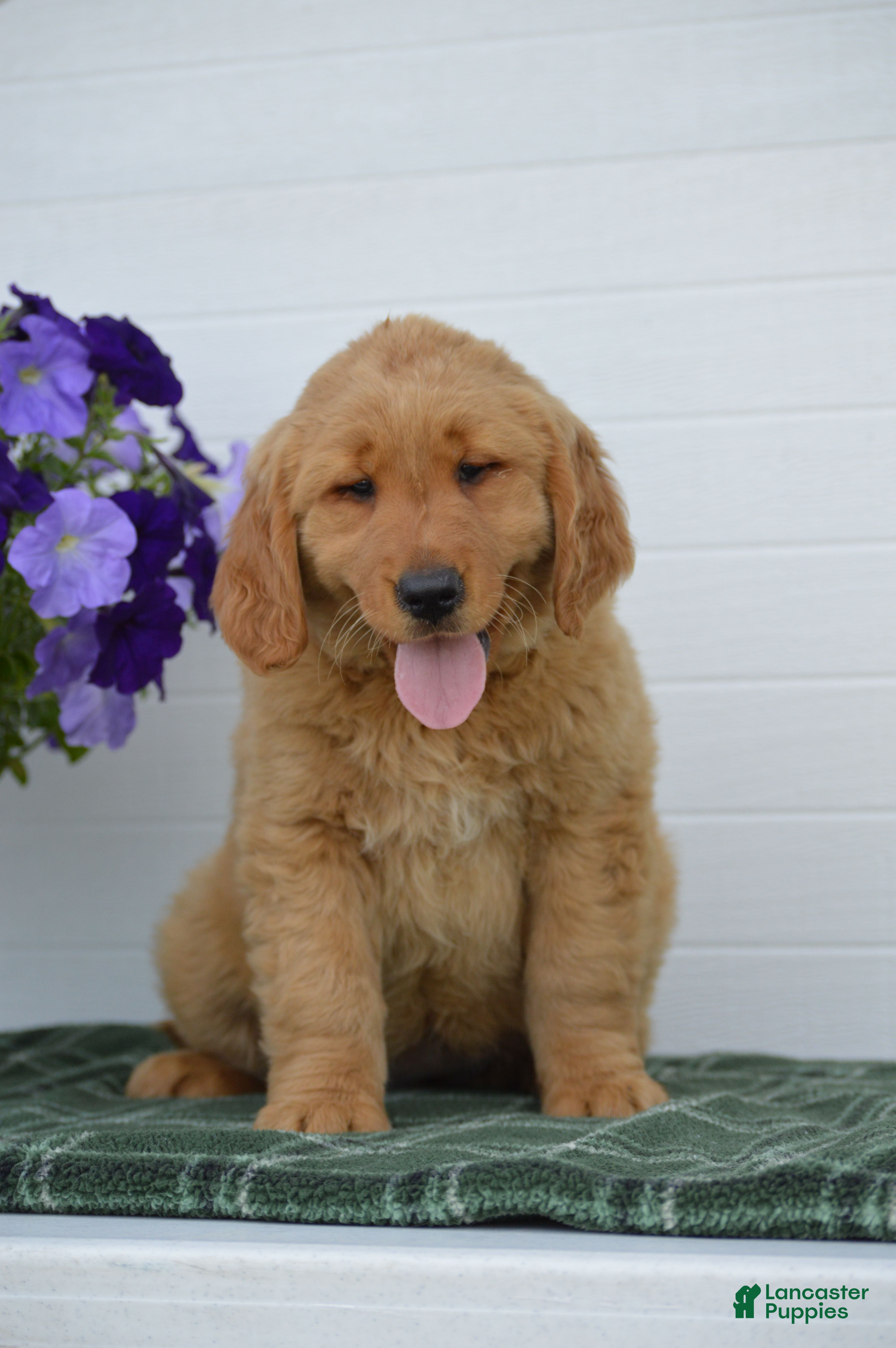 Golden Retriever dogs Dawn - Ad 1