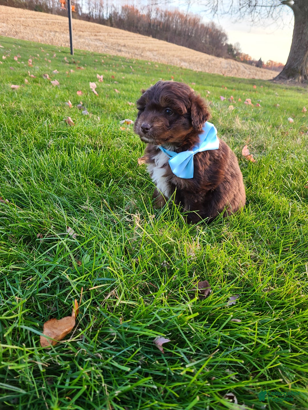 Aussiedoodle dogs for sale: Buddy - Ad 13
