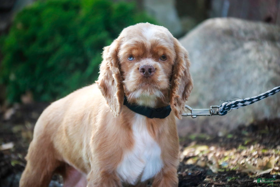 Cocker Spaniel dogs for sale: Graham - Ad 8