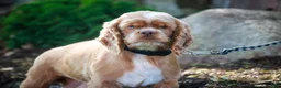 Cocker Spaniel dogs for sale: Gilbert - Ad 9