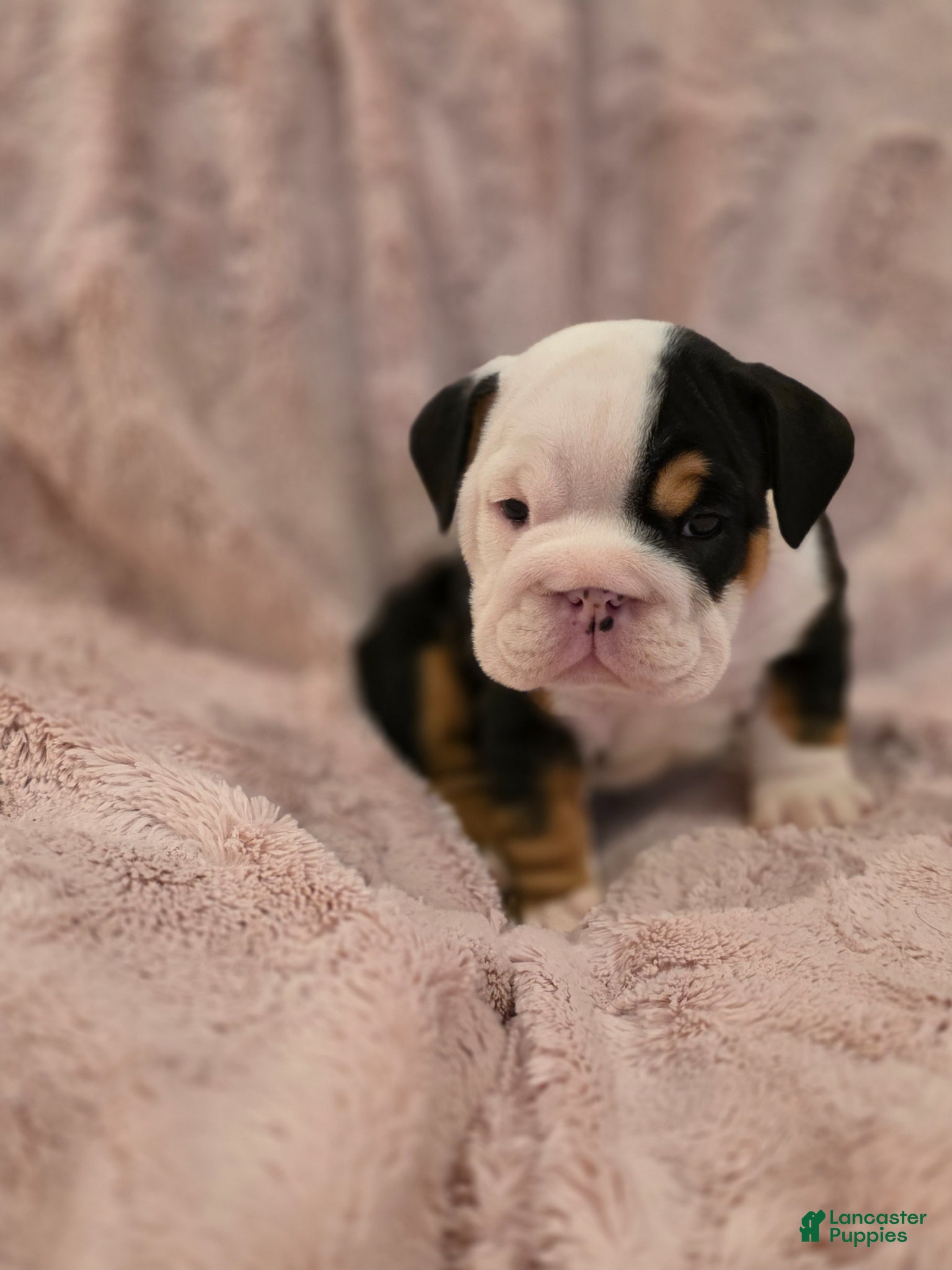 English Bulldog dogs for sale: Panda - Ad 1
