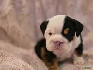 English Bulldog dogs for sale: Panda - Ad 1
