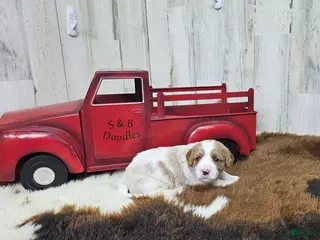 Cavapoo dogs F1 Asher - Ad 19