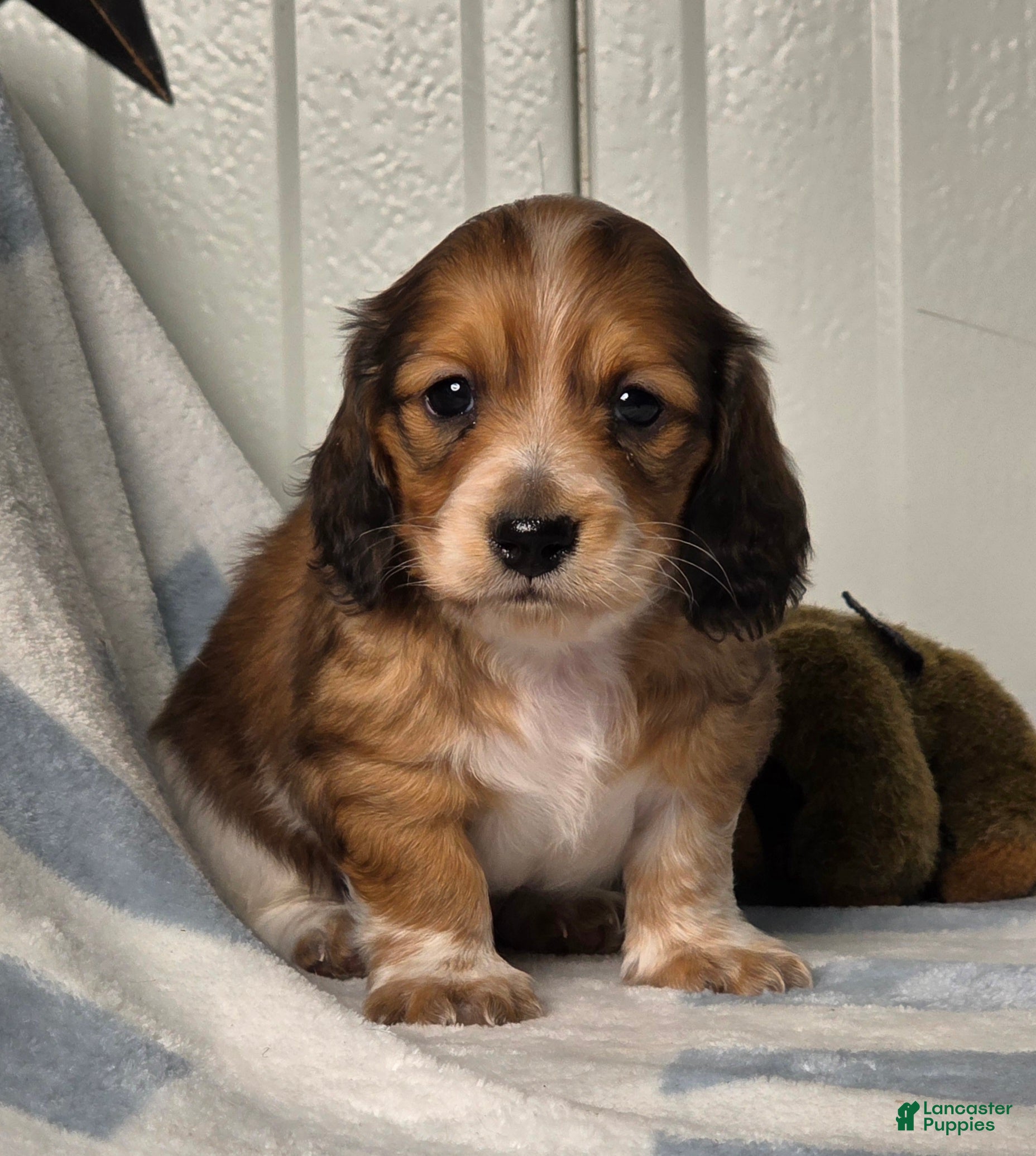 Dachshund dogs Cody - Ad 2