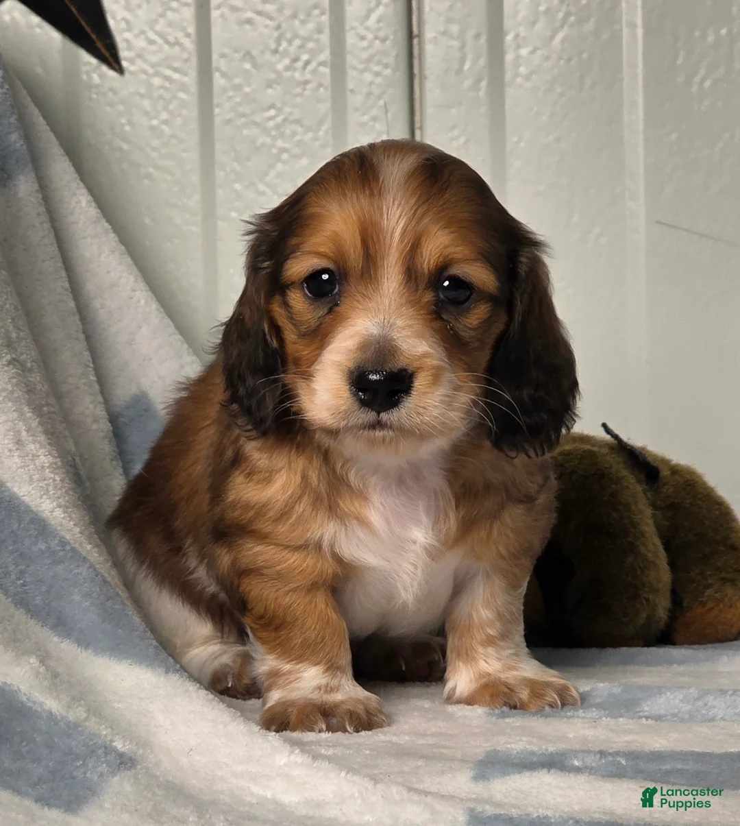 Dachshund dogs for sale: Cody - Ad 2