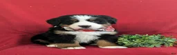 Bernese Mountain Dog dogs for sale: Dominic - Ad 3