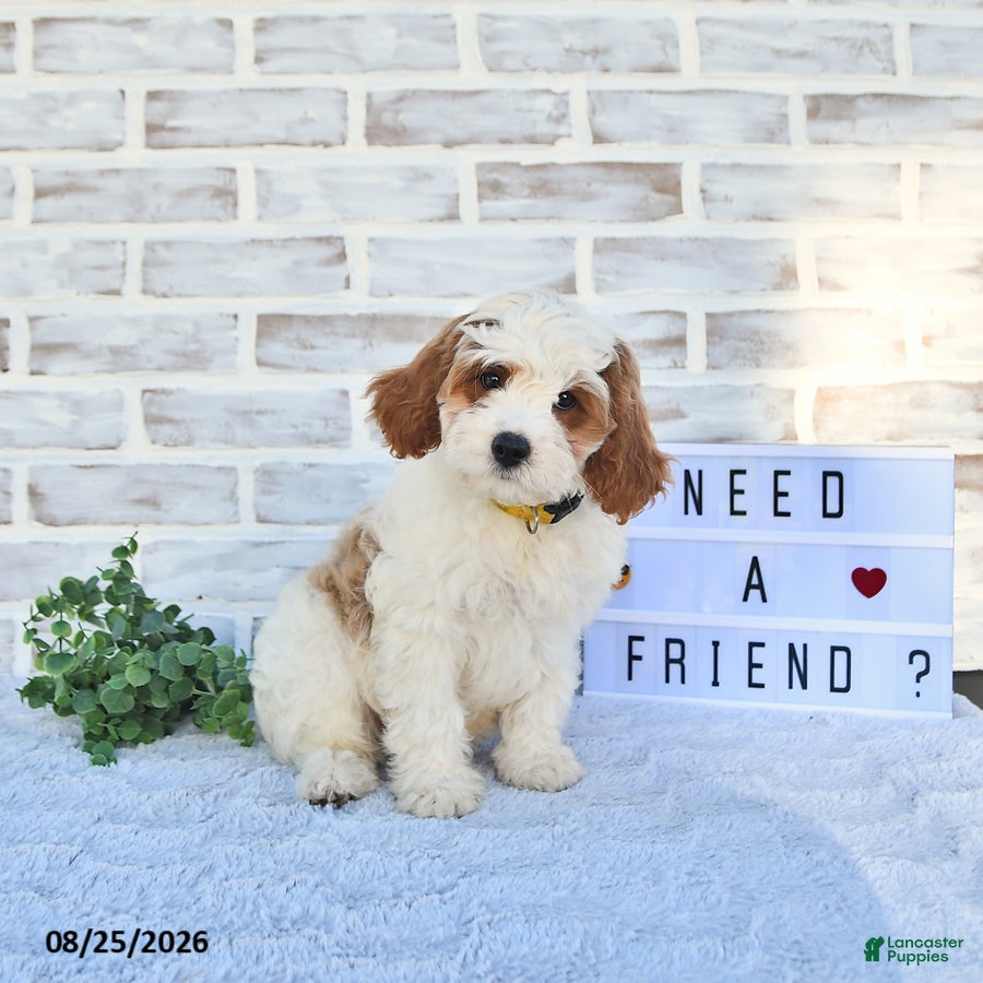 Cavapoo dogs Case  - Ad 1