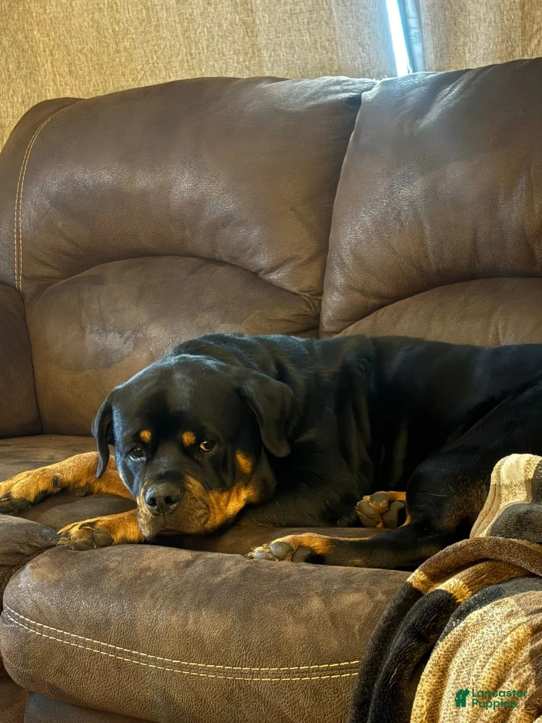 Rottweiler dogs for sale: Rottweiler Puppy 3 - Ad 2