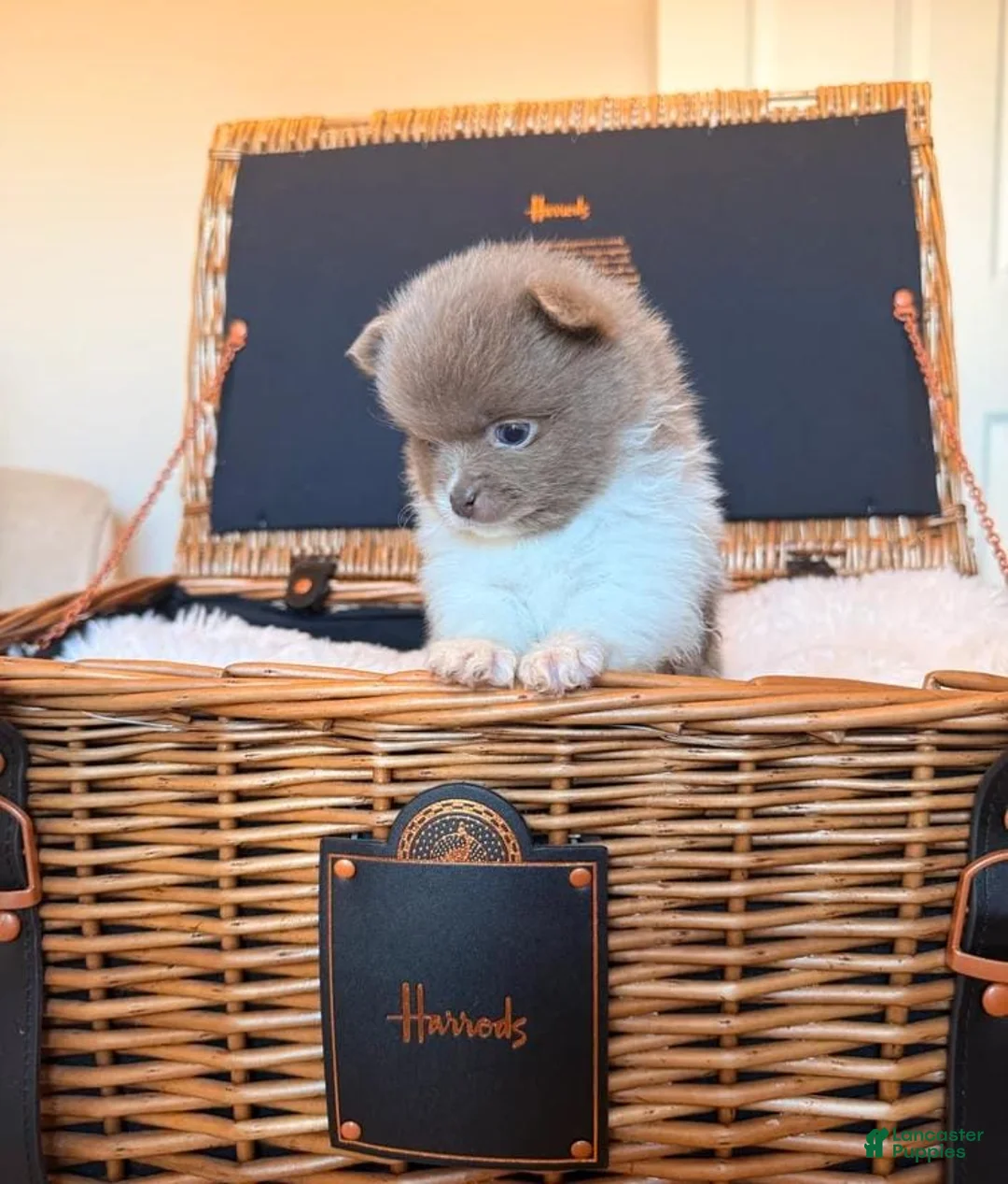 Pomeranian dogs for sale: Tania  - Ad 6