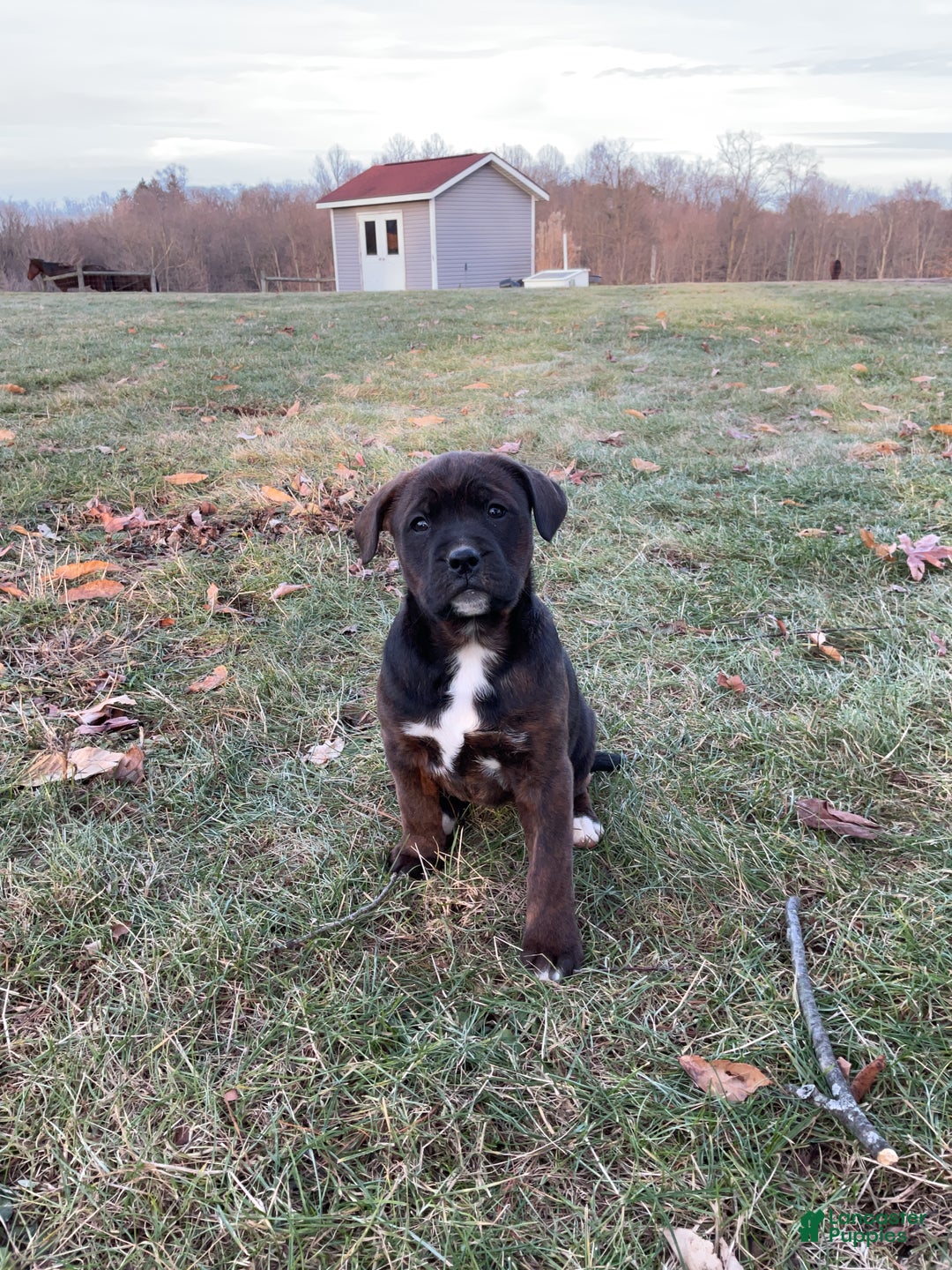 Mixed Breed dogs for sale: Nala - Ad 2