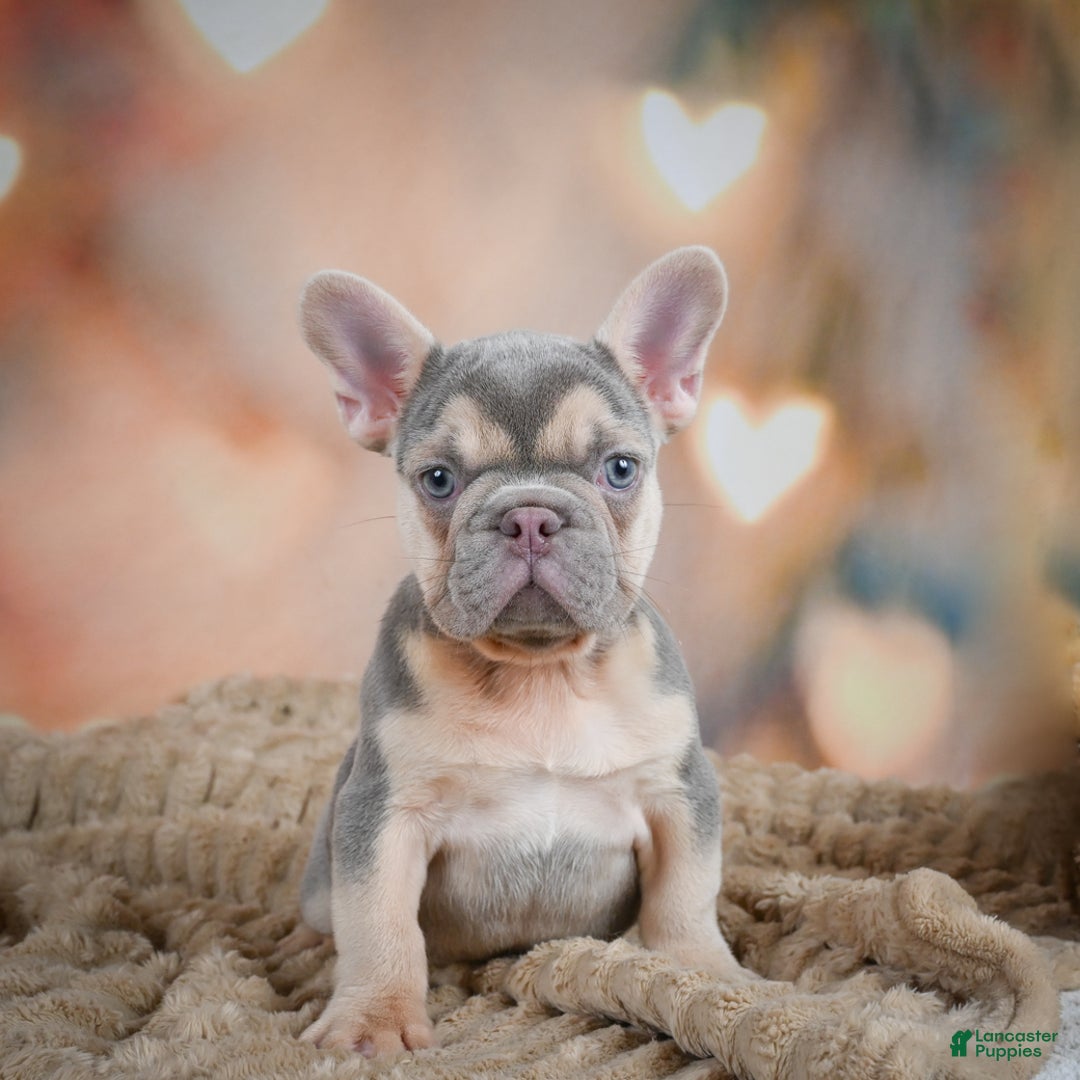 French Bulldog dogs for sale: Louie - Ad 7