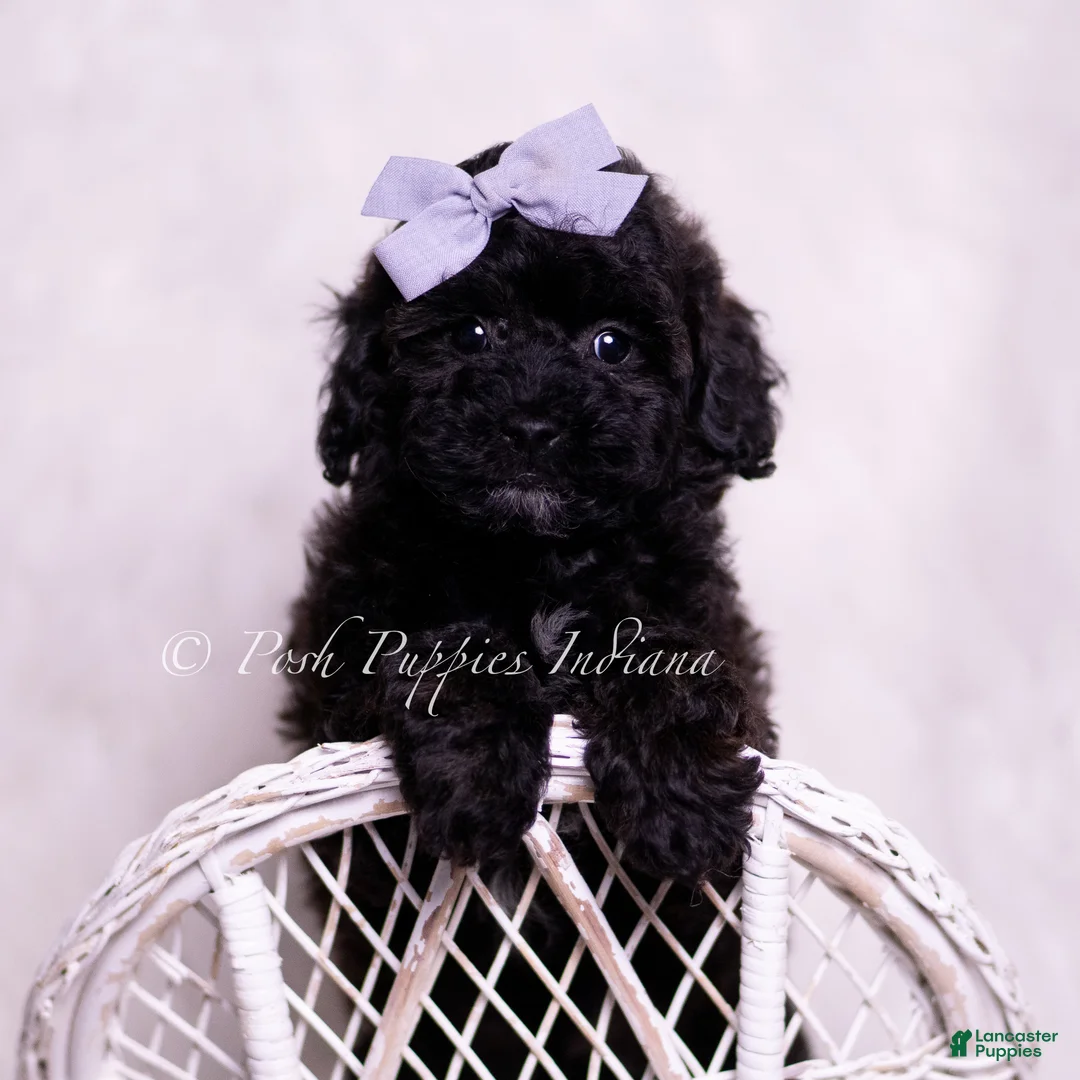 Toy Poodle dogs for sale: Scootaloo - Ad 1
