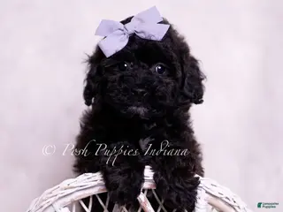 Toy Poodle dogs Scootaloo - Ad 16