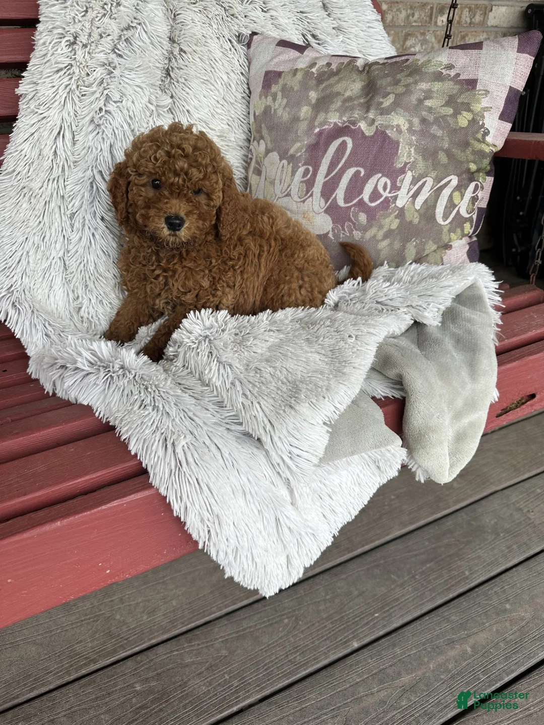 Mixed Breed dogs for sale: Jack - Ad 5