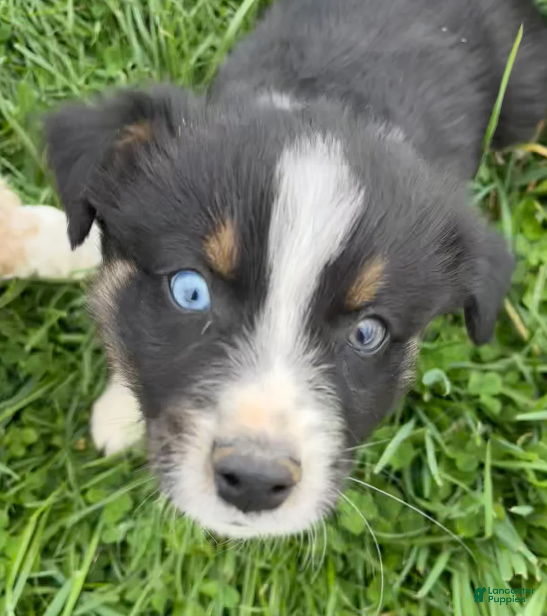 Australian Shepherd dogs for sale: GRIT - Ad 1
