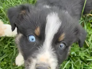 Australian Shepherd dogs GRIT - Ad 40