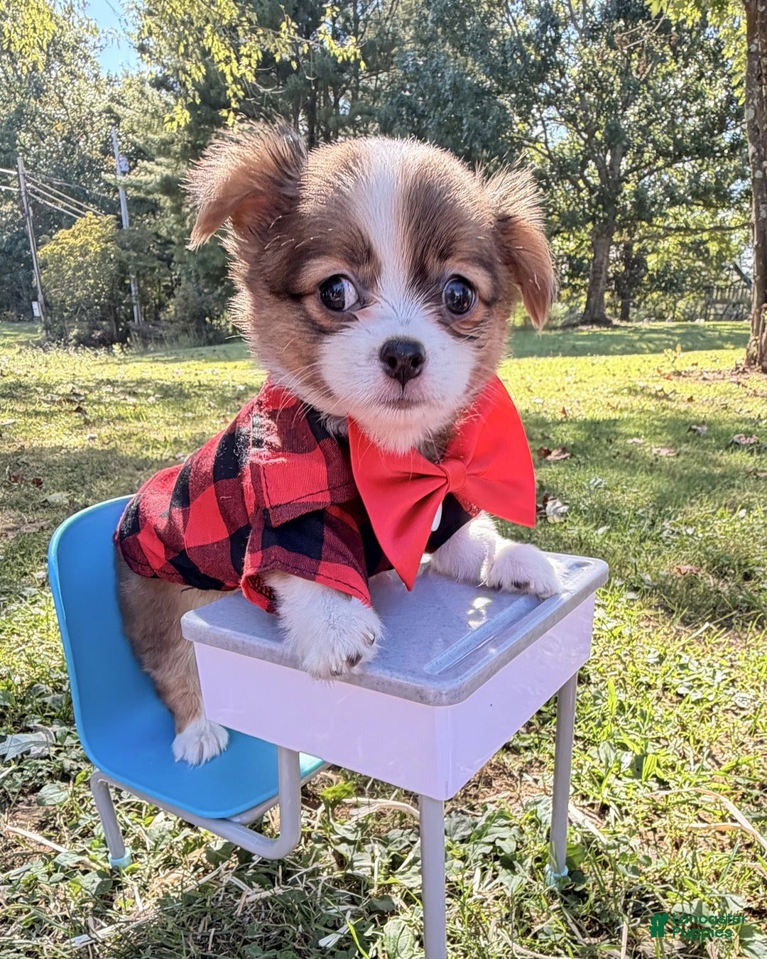 Chihuahua dogs Chihuahua 1 - Ad 6