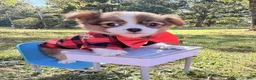 Chihuahua dogs for sale: Chihuahua 1 - Ad 1