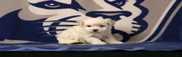 Maltipoo dogs for sale: Ivan - Ad 3