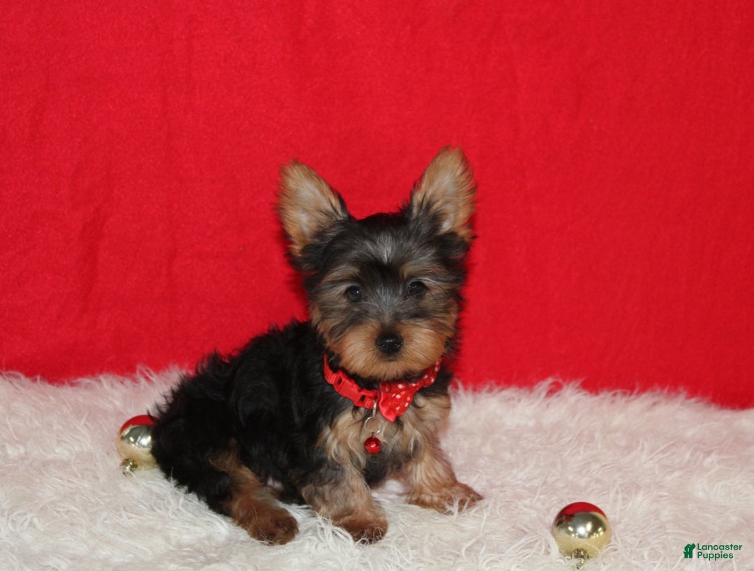 Yorkshire Terrier dogs for sale: Dannie - Ad 12