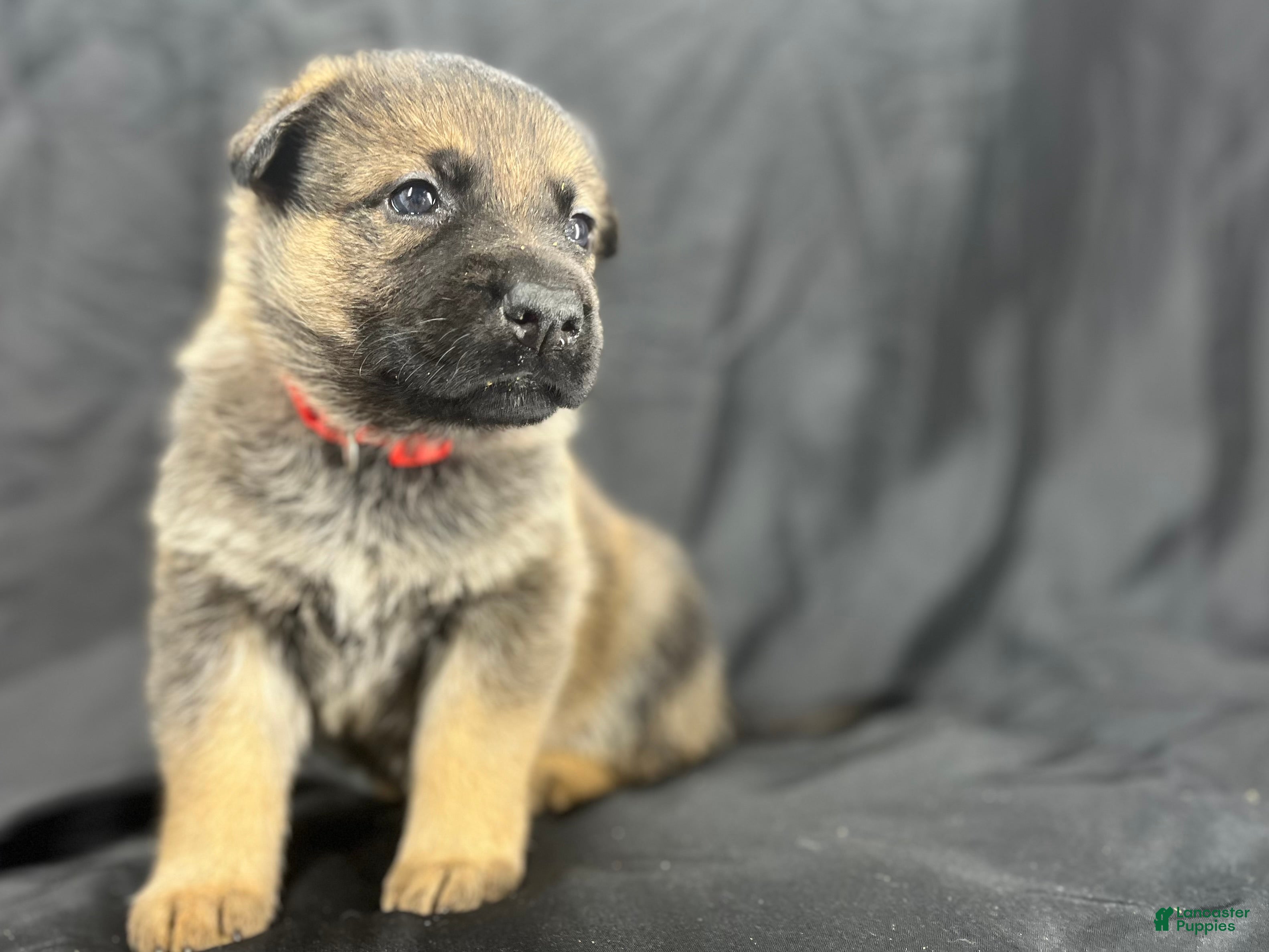 German Shepherd dogs Willow - Ad 2