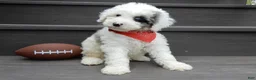 Sheepadoodle dogs for sale: Tucker-MEDIUM - Ad 5