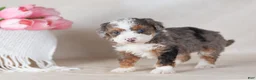 Bernedoodle dogs for sale: Lou - Ad 4