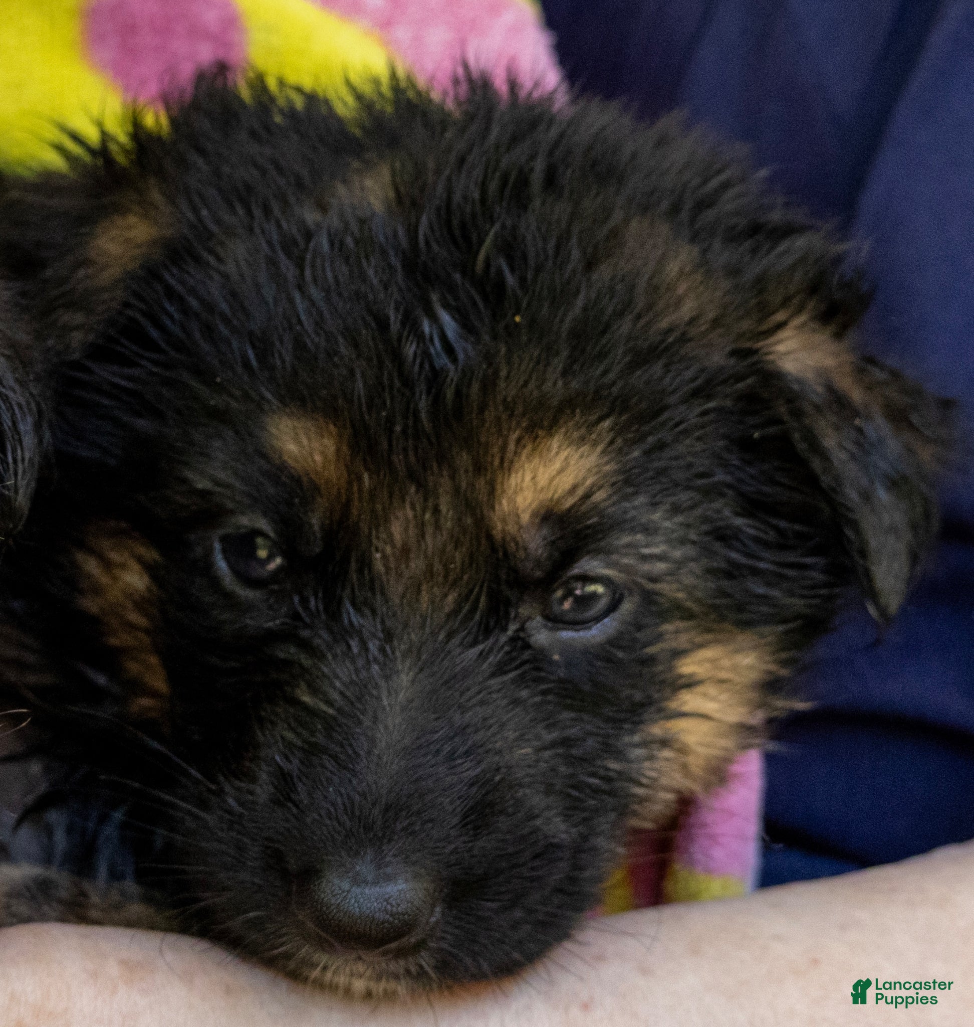 German Shepherd dogs German Shepherd Puppy Ava - Ad 1