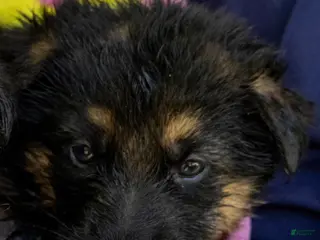 German Shepherd dogs for sale: German Shepherd Puppy Ava - Ad 2