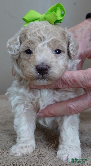 Toy Poodle dogs Rook!!!!!!!!!!!! - Ad 28