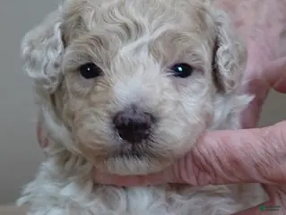 Toy Poodle dogs Rook!!!!!!!!!!!! - Ad 28