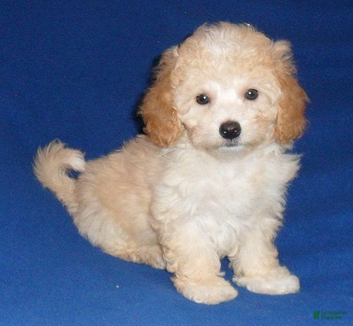 Shihpoo dogs Nugget - Ad 26