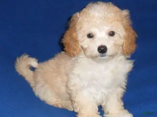 Shihpoo dogs Nugget - Ad 26